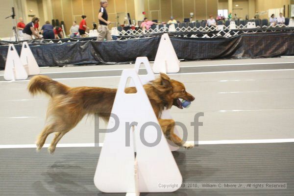 IMG_8802.jpg - Dawg Derby Flyball TournementJuly 11, 2010Classic CenterAthens, Ga