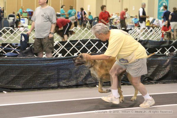 IMG_8804.jpg - Dawg Derby Flyball TournementJuly 11, 2010Classic CenterAthens, Ga