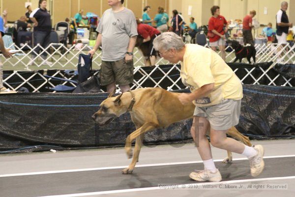 IMG_8805.jpg - Dawg Derby Flyball TournementJuly 11, 2010Classic CenterAthens, Ga