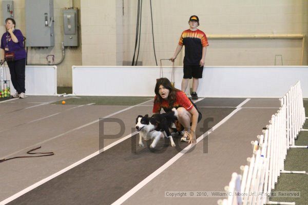 IMG_8807.jpg - Dawg Derby Flyball TournementJuly 11, 2010Classic CenterAthens, Ga