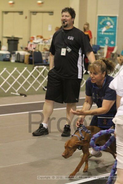 IMG_8816.jpg - Dawg Derby Flyball TournementJuly 11, 2010Classic CenterAthens, Ga