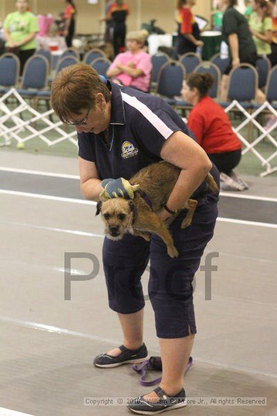 IMG_8822.jpg - Dawg Derby Flyball TournementJuly 11, 2010Classic CenterAthens, Ga