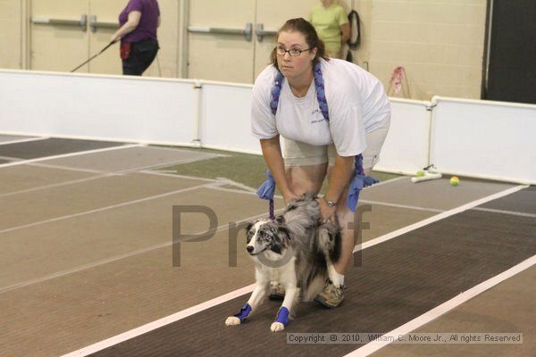 IMG_8825.jpg - Dawg Derby Flyball TournementJuly 11, 2010Classic CenterAthens, Ga