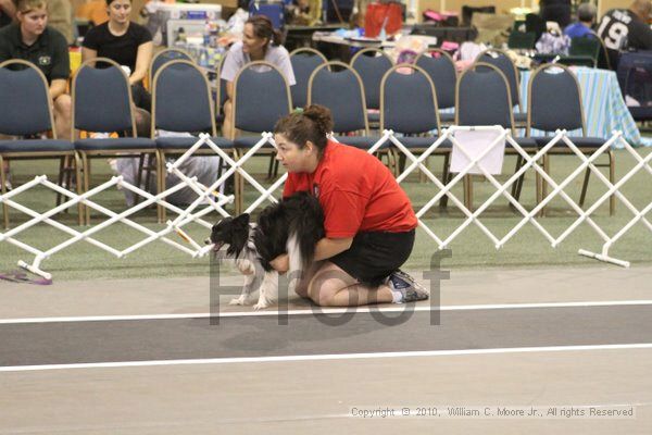 IMG_8828.jpg - Dawg Derby Flyball TournementJuly 11, 2010Classic CenterAthens, Ga