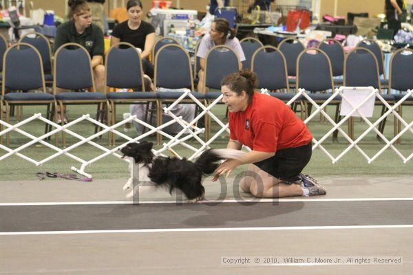 IMG_8829.jpg - Dawg Derby Flyball TournementJuly 11, 2010Classic CenterAthens, Ga