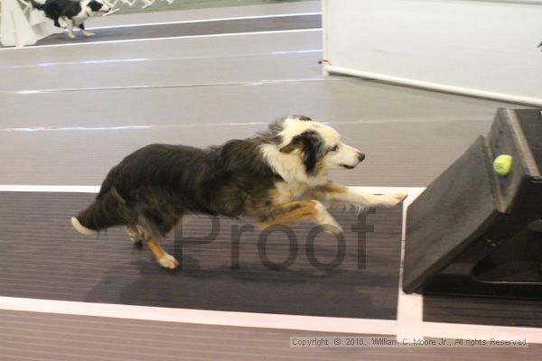 IMG_8834.jpg - Dawg Derby Flyball TournementJuly 11, 2010Classic CenterAthens, Ga