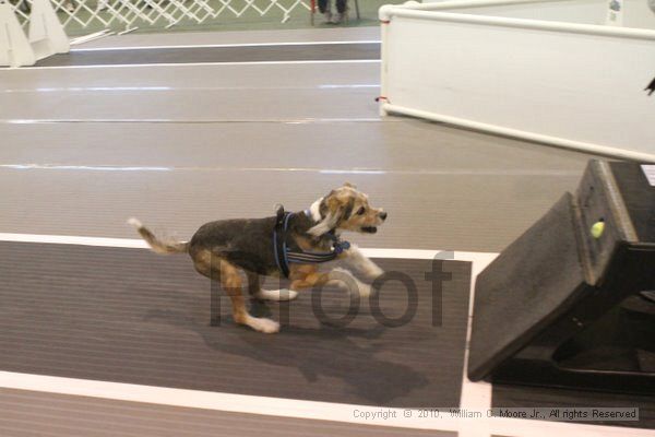 IMG_8836.jpg - Dawg Derby Flyball TournementJuly 11, 2010Classic CenterAthens, Ga