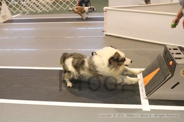 IMG_8844.jpg - Dawg Derby Flyball TournementJuly 11, 2010Classic CenterAthens, Ga