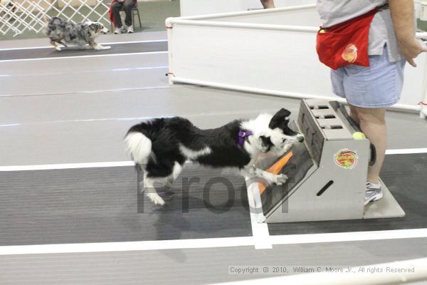 IMG_8854.jpg - Dawg Derby Flyball TournementJuly 11, 2010Classic CenterAthens, Ga