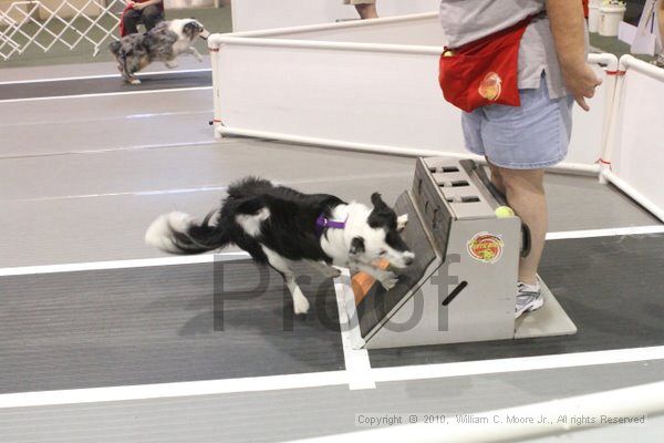 IMG_8855.jpg - Dawg Derby Flyball TournementJuly 11, 2010Classic CenterAthens, Ga