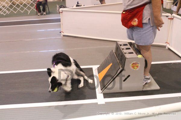 IMG_8856.jpg - Dawg Derby Flyball TournementJuly 11, 2010Classic CenterAthens, Ga