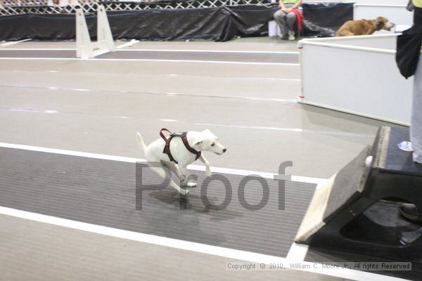 IMG_8865.jpg - Dawg Derby Flyball TournementJuly 11, 2010Classic CenterAthens, Ga