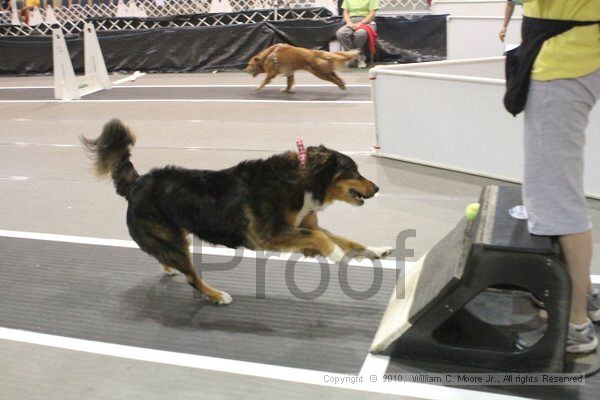 IMG_8867.jpg - Dawg Derby Flyball TournementJuly 11, 2010Classic CenterAthens, Ga