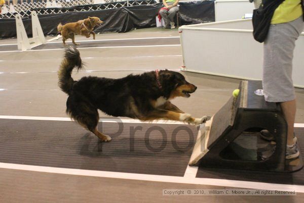 IMG_8875.jpg - Dawg Derby Flyball TournementJuly 11, 2010Classic CenterAthens, Ga