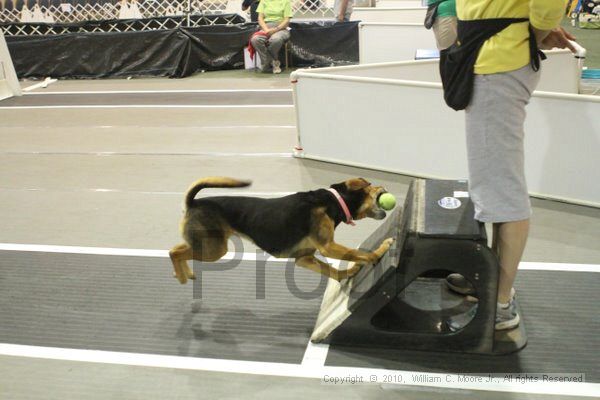 IMG_8878.jpg - Dawg Derby Flyball TournementJuly 11, 2010Classic CenterAthens, Ga