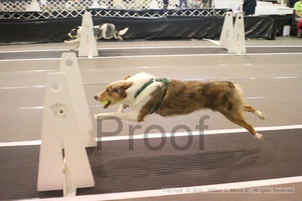 IMG_8879.jpg - Dawg Derby Flyball TournementJuly 11, 2010Classic CenterAthens, Ga