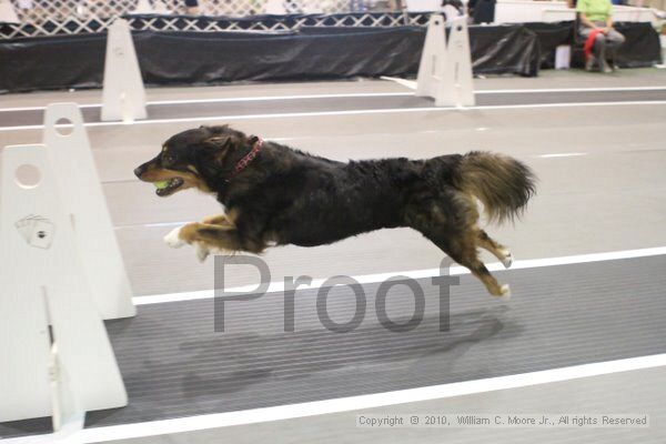 IMG_8883.jpg - Dawg Derby Flyball TournementJuly 11, 2010Classic CenterAthens, Ga