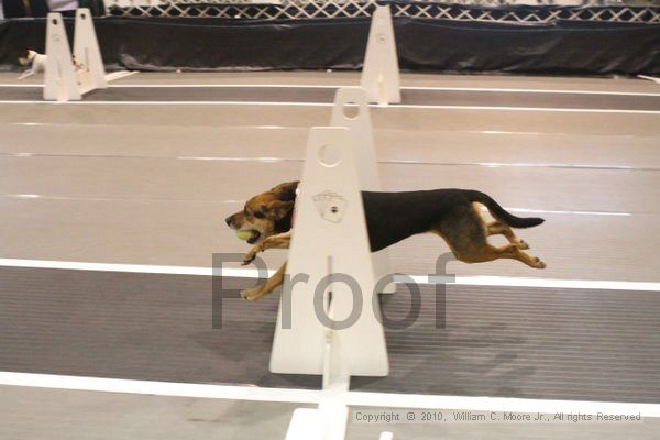 IMG_8885.jpg - Dawg Derby Flyball TournementJuly 11, 2010Classic CenterAthens, Ga