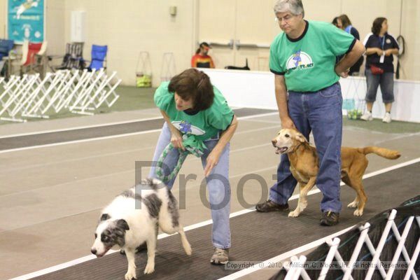 IMG_8887.jpg - Dawg Derby Flyball TournementJuly 11, 2010Classic CenterAthens, Ga