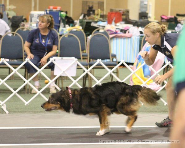 IMG_8890.jpg - Dawg Derby Flyball TournementJuly 11, 2010Classic CenterAthens, Ga