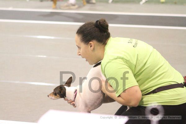 IMG_8891.jpg - Dawg Derby Flyball TournementJuly 11, 2010Classic CenterAthens, Ga