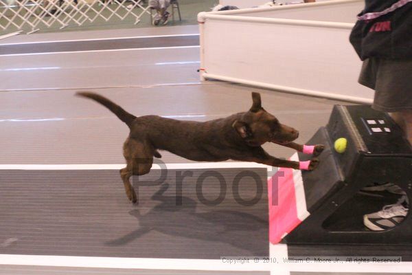 IMG_8894.jpg - Dawg Derby Flyball TournementJuly 11, 2010Classic CenterAthens, Ga