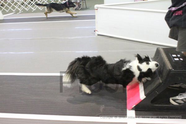 IMG_8896.jpg - Dawg Derby Flyball TournementJuly 11, 2010Classic CenterAthens, Ga