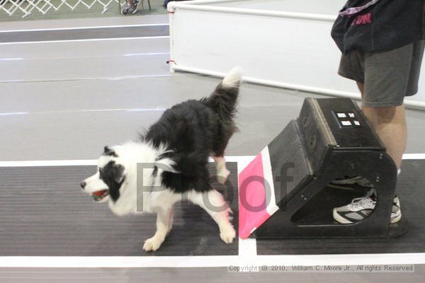 IMG_8898.jpg - Dawg Derby Flyball TournementJuly 11, 2010Classic CenterAthens, Ga
