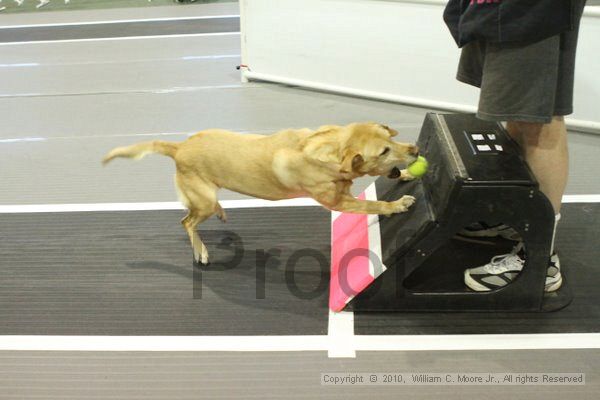 IMG_8900.jpg - Dawg Derby Flyball TournementJuly 11, 2010Classic CenterAthens, Ga