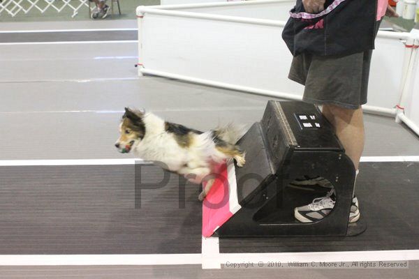 IMG_8903.jpg - Dawg Derby Flyball TournementJuly 11, 2010Classic CenterAthens, Ga