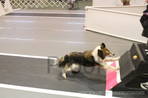 IMG_8904.jpg - Dawg Derby Flyball TournementJuly 11, 2010Classic CenterAthens, Ga