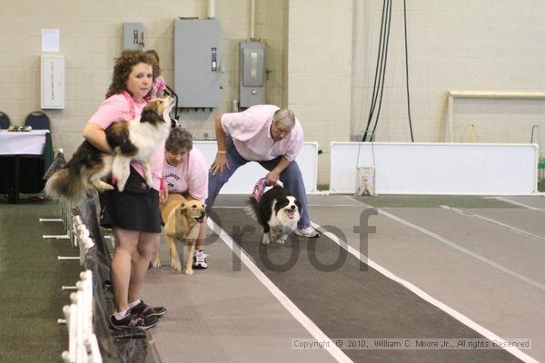IMG_8910.jpg - Dawg Derby Flyball TournementJuly 11, 2010Classic CenterAthens, Ga