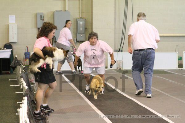 IMG_8911.jpg - Dawg Derby Flyball TournementJuly 11, 2010Classic CenterAthens, Ga