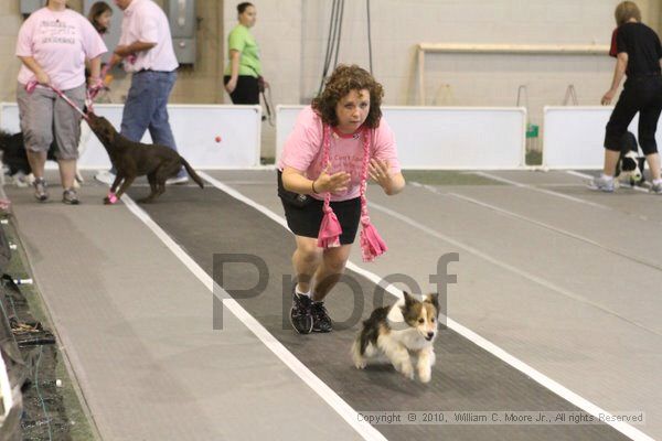 IMG_8912.jpg - Dawg Derby Flyball TournementJuly 11, 2010Classic CenterAthens, Ga