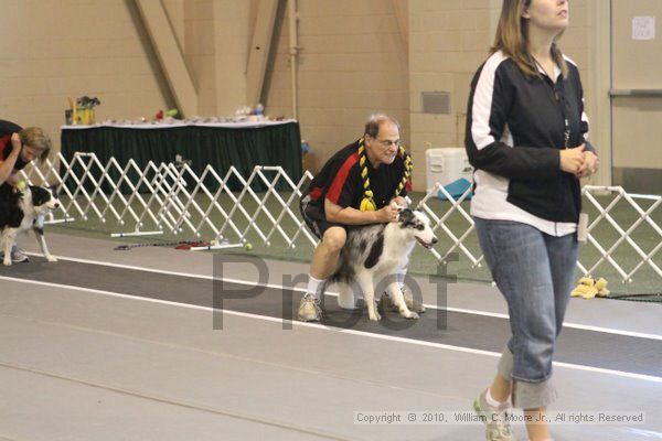 IMG_8913.jpg - Dawg Derby Flyball TournementJuly 11, 2010Classic CenterAthens, Ga