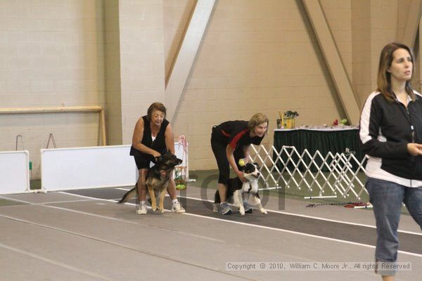 IMG_8914.jpg - Dawg Derby Flyball TournementJuly 11, 2010Classic CenterAthens, Ga