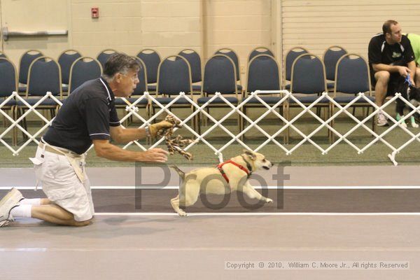 IMG_8917.jpg - Dawg Derby Flyball TournementJuly 11, 2010Classic CenterAthens, Ga