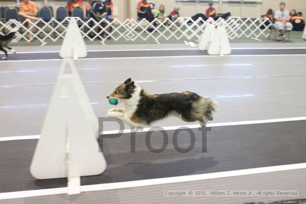 IMG_8920.jpg - Dawg Derby Flyball TournementJuly 11, 2010Classic CenterAthens, Ga