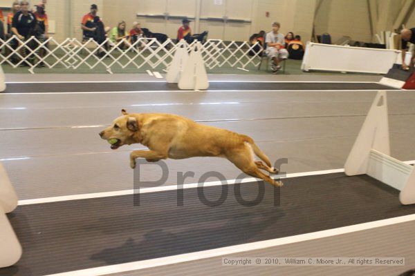 IMG_8922.jpg - Dawg Derby Flyball TournementJuly 11, 2010Classic CenterAthens, Ga