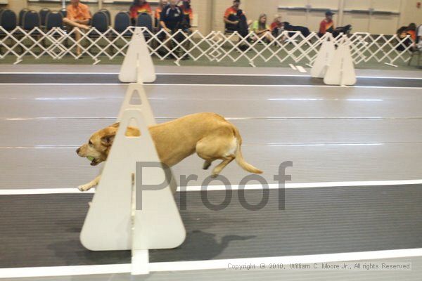 IMG_8923.jpg - Dawg Derby Flyball TournementJuly 11, 2010Classic CenterAthens, Ga