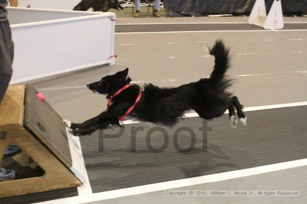 IMG_8945.jpg - Dawg Derby Flyball TournementJuly 11, 2010Classic CenterAthens, Ga