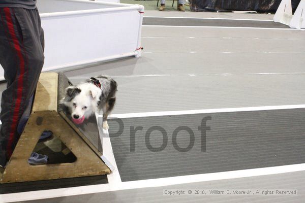 IMG_8951.jpg - Dawg Derby Flyball TournementJuly 11, 2010Classic CenterAthens, Ga