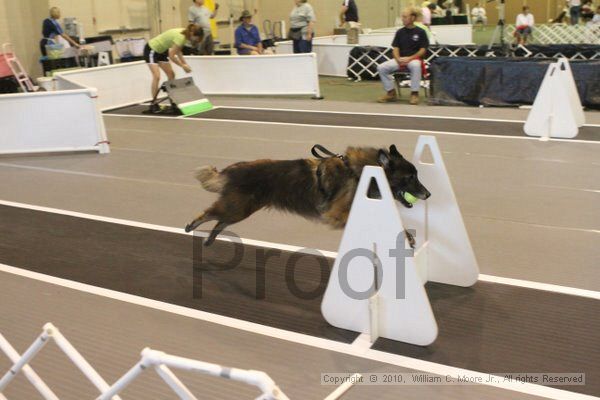 IMG_8952.jpg - Dawg Derby Flyball TournementJuly 11, 2010Classic CenterAthens, Ga