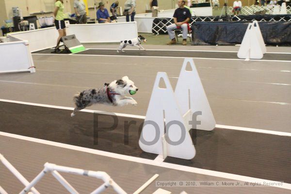 IMG_8956.jpg - Dawg Derby Flyball TournementJuly 11, 2010Classic CenterAthens, Ga