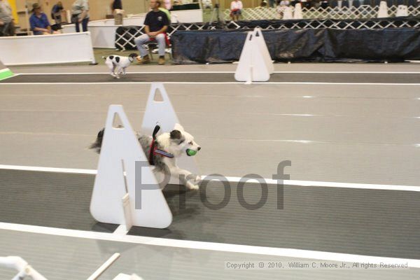 IMG_8957.jpg - Dawg Derby Flyball TournementJuly 11, 2010Classic CenterAthens, Ga