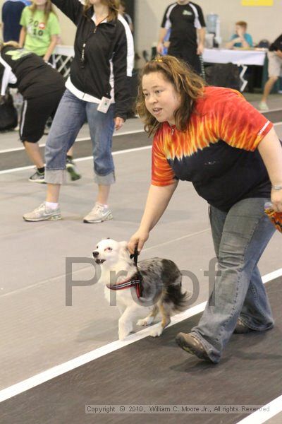 IMG_8968.jpg - Dawg Derby Flyball TournementJuly 11, 2010Classic CenterAthens, Ga