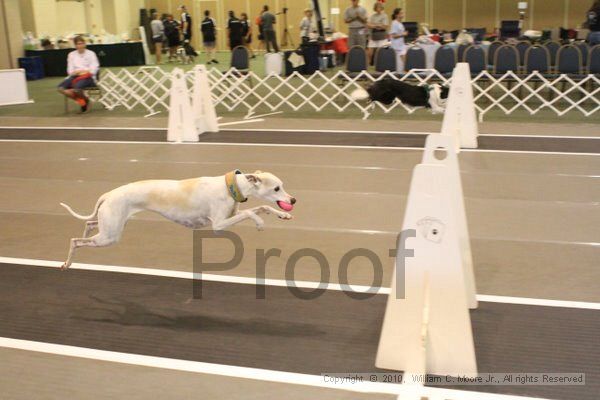 IMG_8980.jpg - Dawg Derby Flyball TournementJuly 11, 2010Classic CenterAthens, Ga