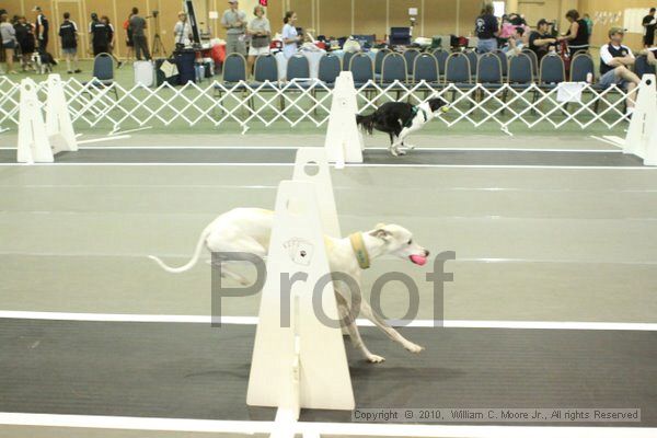 IMG_8981.jpg - Dawg Derby Flyball TournementJuly 11, 2010Classic CenterAthens, Ga