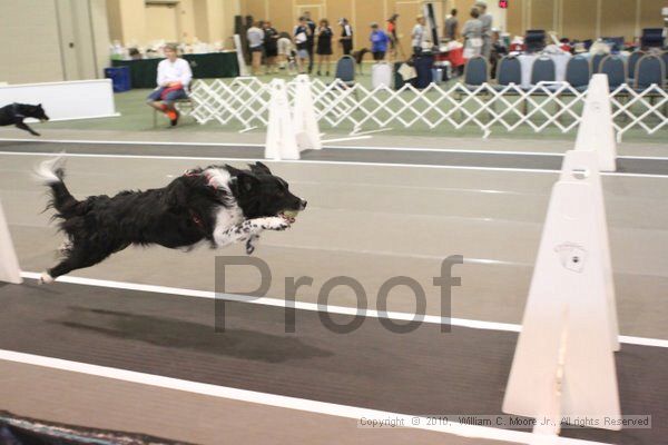 IMG_8984.jpg - Dawg Derby Flyball TournementJuly 11, 2010Classic CenterAthens, Ga