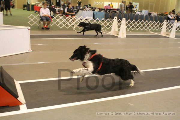 IMG_8995.jpg - Dawg Derby Flyball TournementJuly 11, 2010Classic CenterAthens, Ga